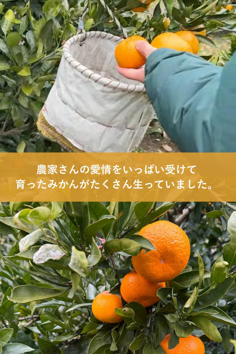 みかんスウェット | トップス | 《公式オンラインストア》rrrrrrrrr